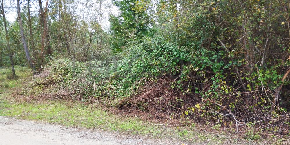 Terreno · Cantanhede, Coimbra 2