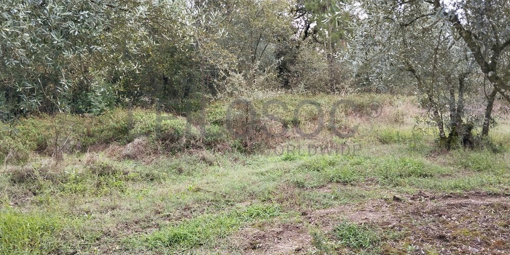 Proporção de 1/2 de Terreno · Soure, Coimbra 3