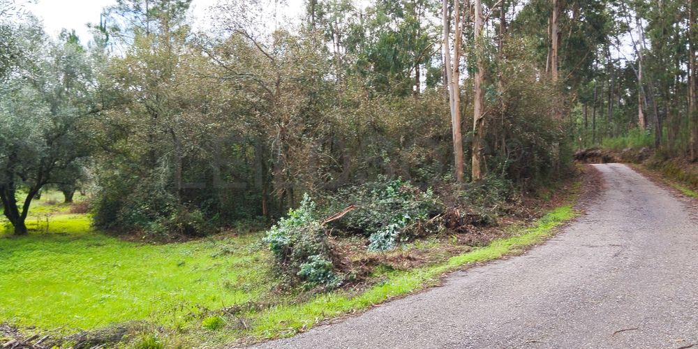 Proporção de 1/2 de Terreno · Soure, Coimbra