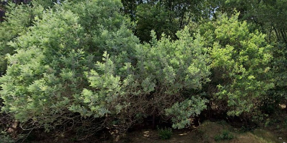 Terreno com 9.000 m² · Silvares, Fundão