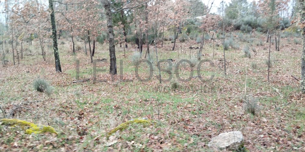 Terreno com 7.080 m² · Aldeia Velha, Sabugal 4