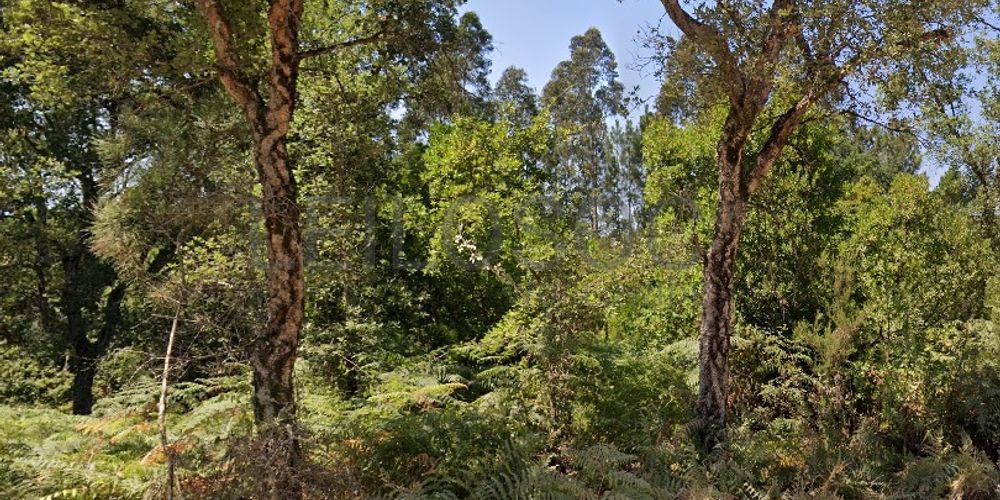 Proporção de 1/2 de Terreno com 6.496 m² · Vila Nova de Poiares 4