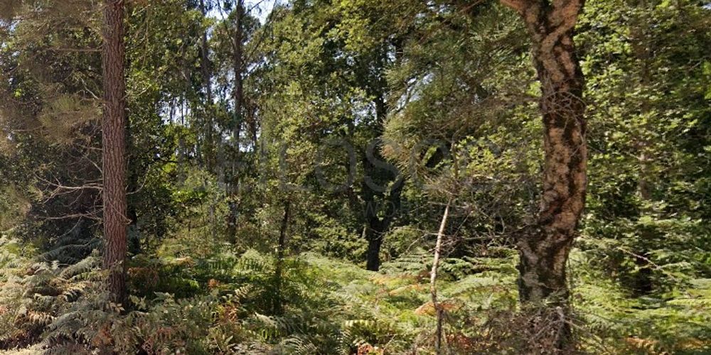 Proporção de 1/2 de Terreno com 6.496 m² · Vila Nova de Poiares