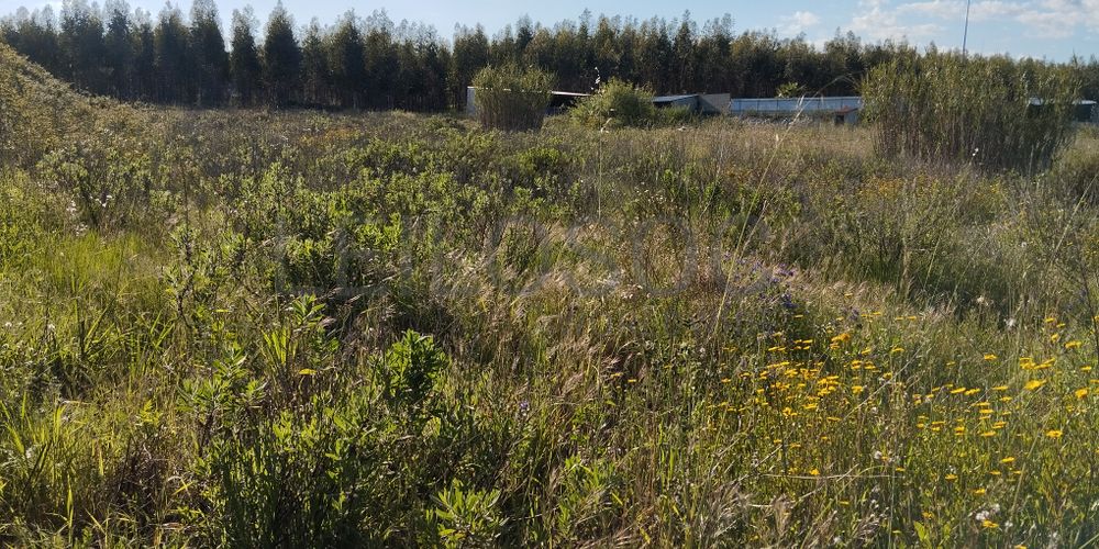 Lote para Construção · Chamusca, Santarém
