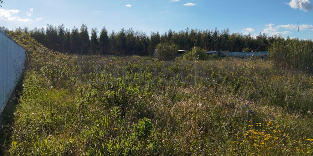 Lote para Construção · Chamusca, Santarém 4