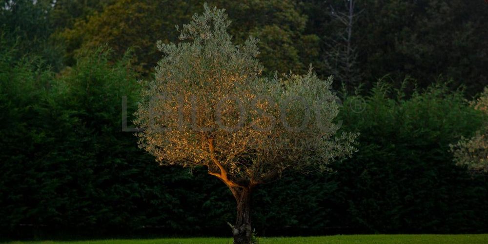 Quinta “Casas d’Oliva” · Caramulo 13