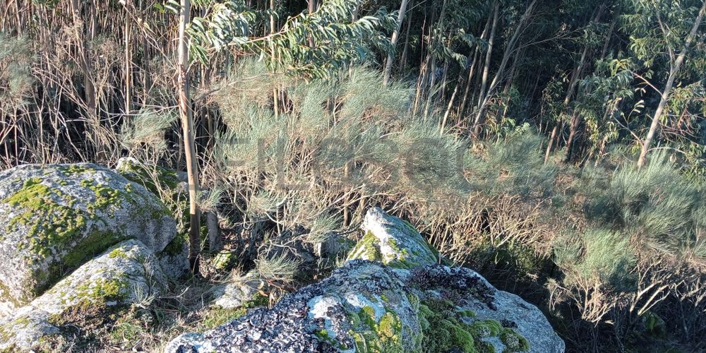 Terrenos e Meações de Terrenos · Carvalho de Rei, Amarante 20