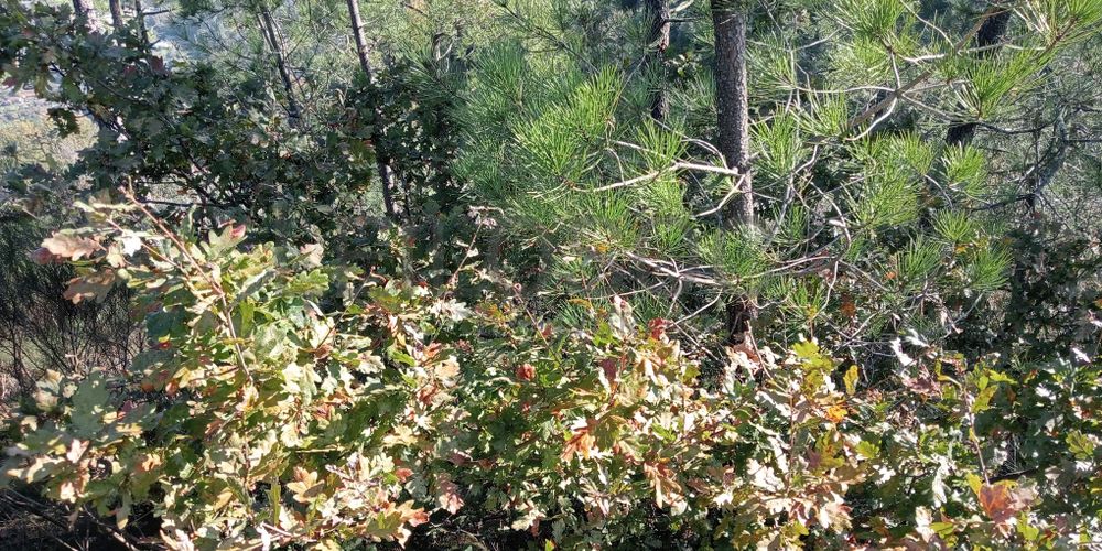 Terrenos e Meações de Terrenos · Carvalho de Rei, Amarante 7