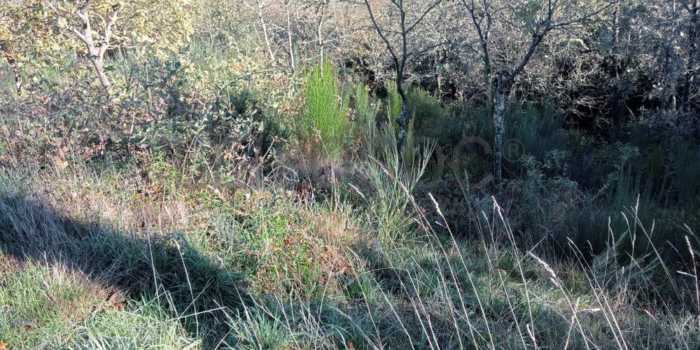 Terrenos e Meações de Terrenos · Carvalho de Rei, Amarante 3