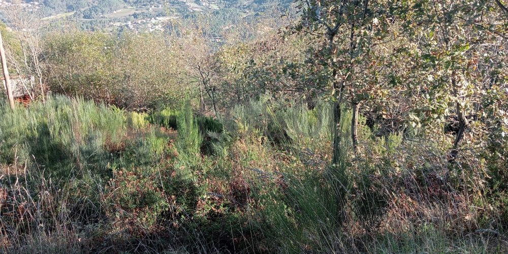Terrenos e Meações de Terrenos · Carvalho de Rei, Amarante
