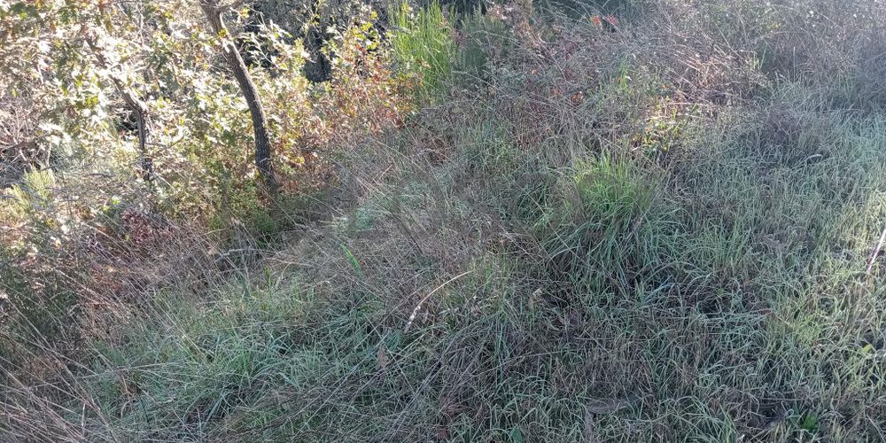 Terrenos e Meações de Terrenos · Carvalho de Rei, Amarante 4
