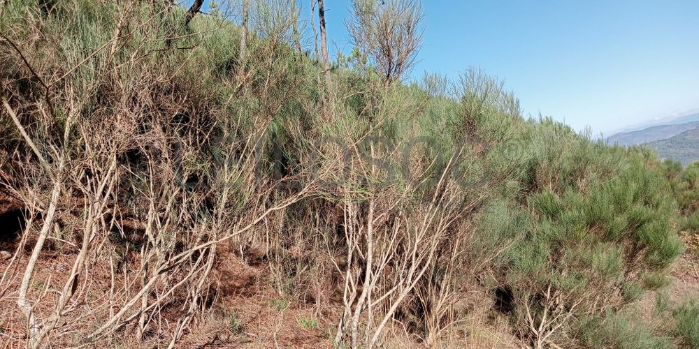 Terrenos e Meações de Terrenos · Carvalho de Rei, Amarante 12