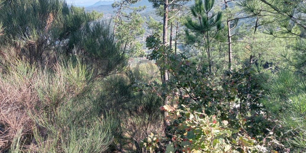 Terrenos e Meações de Terrenos · Carvalho de Rei, Amarante 6