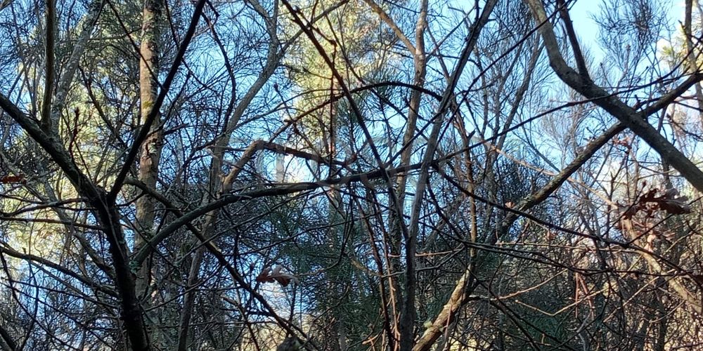 Terrenos e Meações de Terrenos · Carvalho de Rei, Amarante 9
