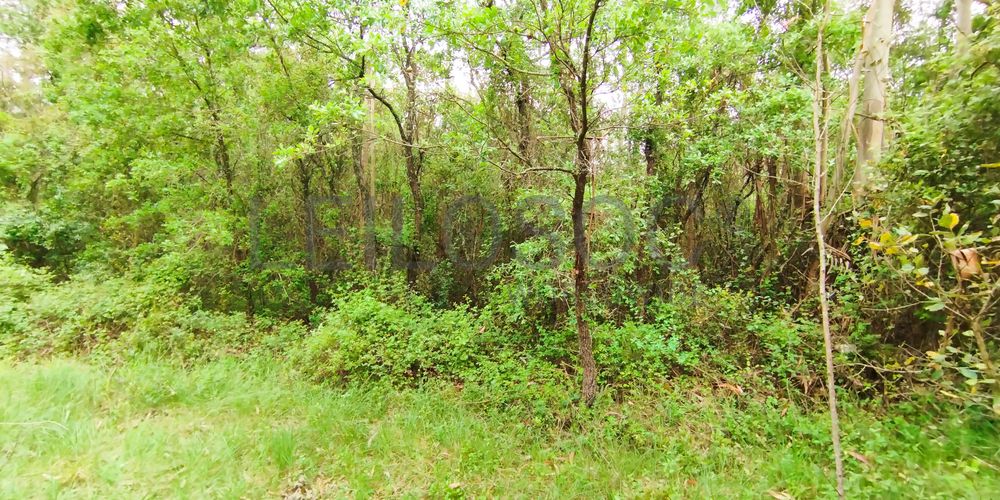 Terreno com 2.260,00 m² · Juncal, Porto de Mós 2