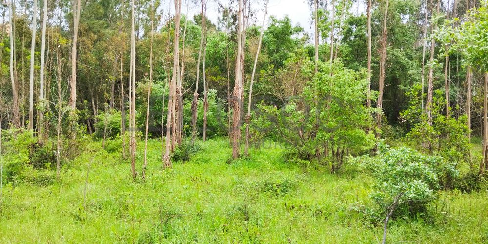 Terreno com 2.260,00 m² · Juncal, Porto de Mós