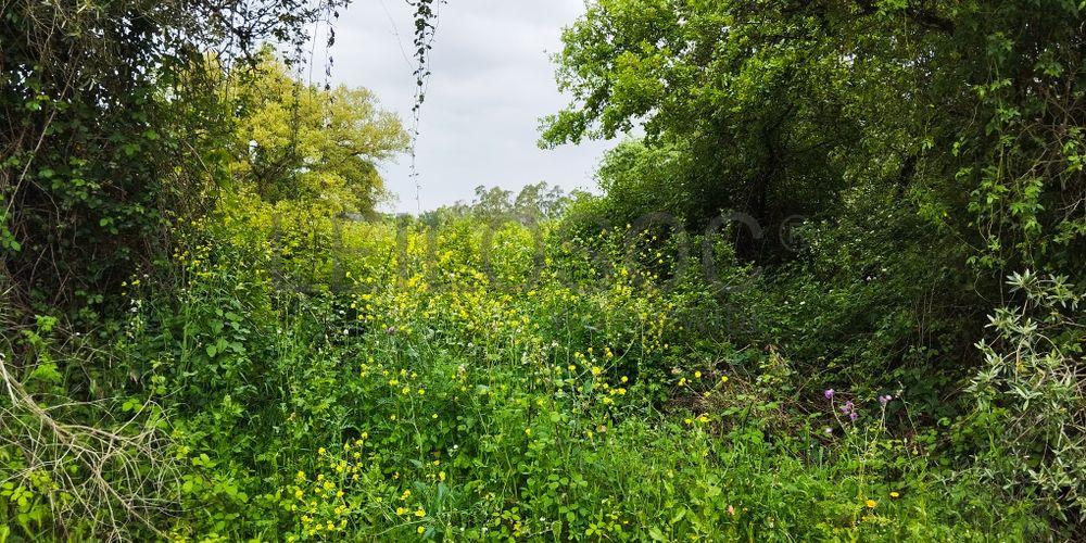 Terreno com 1.880,00 m² · Pedreiras, Porto de Mós 5