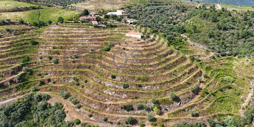 Quinta da Castainça · Castedo, Alijó 16