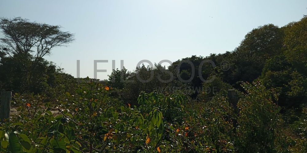 Infraestruturas em terreno com 5 hectares 8