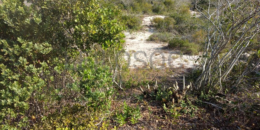 Infraestruturas em terreno com 5 hectares 5