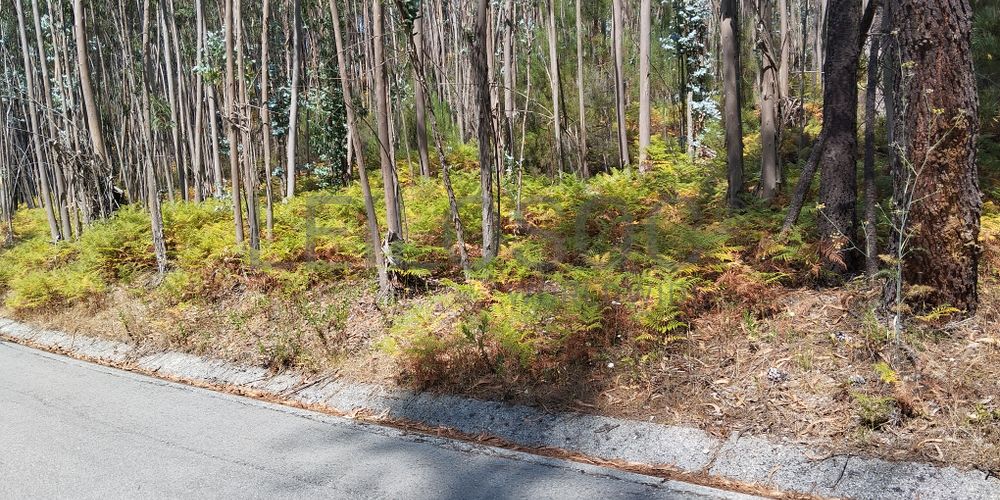 Terreno · Leiria 3