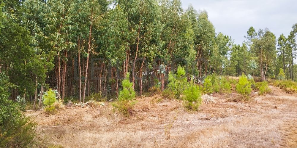 Terreno com 4.700 m² · Igreja Nova do Sobral, Ferreira do Zêzere