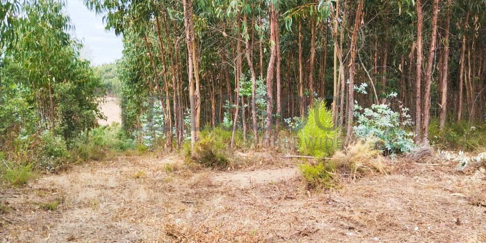 Terreno com 4.700 m² · Igreja Nova do Sobral, Ferreira do Zêzere 2