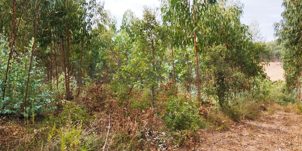 Terreno com 4.700 m² · Igreja Nova do Sobral, Ferreira do Zêzere 4