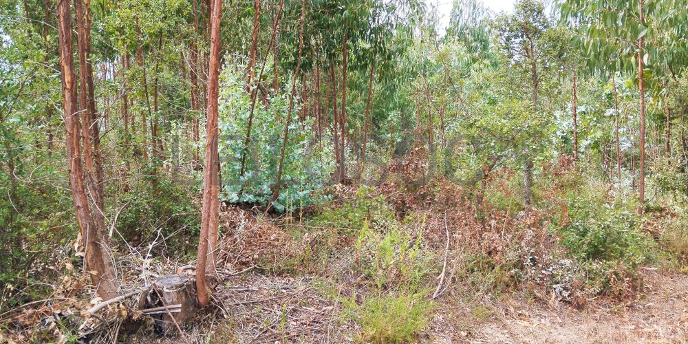 Terreno com 4.700 m² · Igreja Nova do Sobral, Ferreira do Zêzere 5