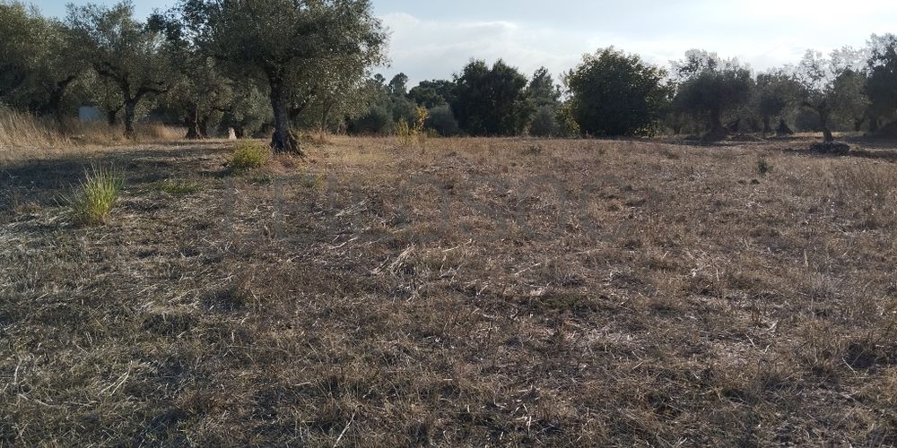 Proporção de 1/3 de Terreno · São Pedro de Tomar, Tomar