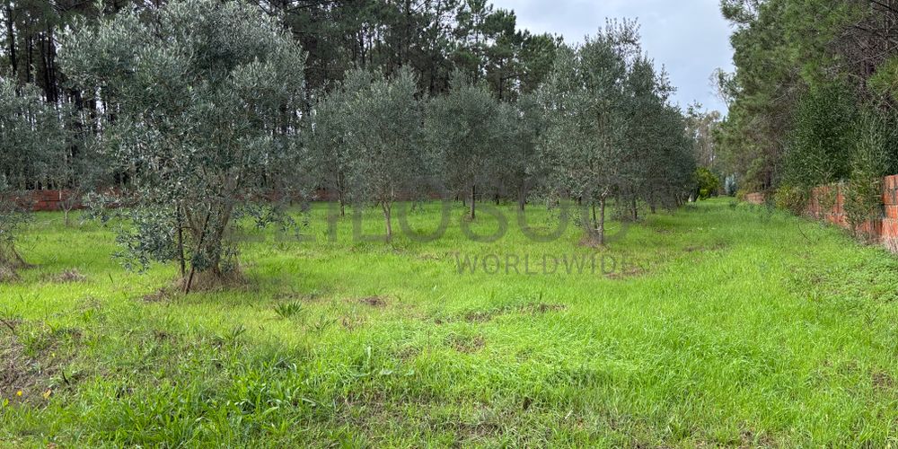 Terreno para Construção · Carriço, Pombal 4