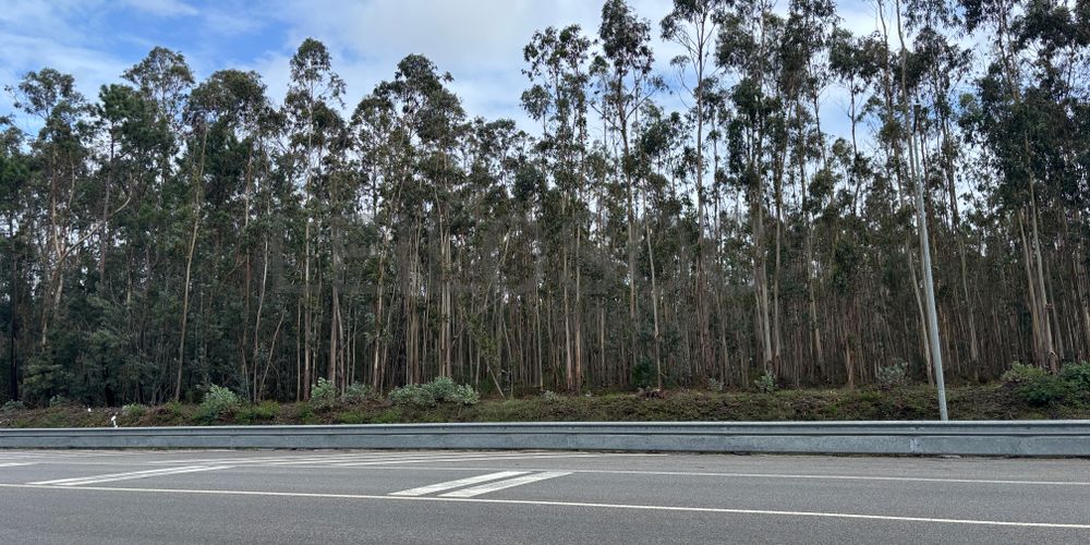 Terrenos Rústicos · Louriçal, Pombal 4