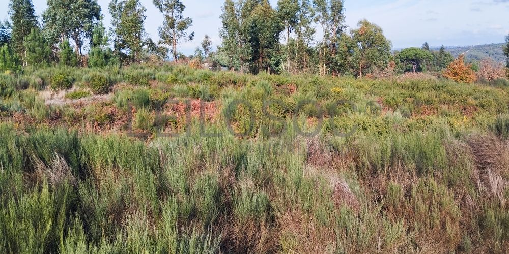 Terreno com 1.000 m² · Travanca de Lagos, Oliveira do Hospital 2