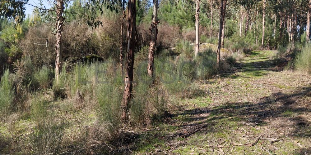 Terreno com 1.000 m² · Travanca de Lagos, Oliveira do Hospital