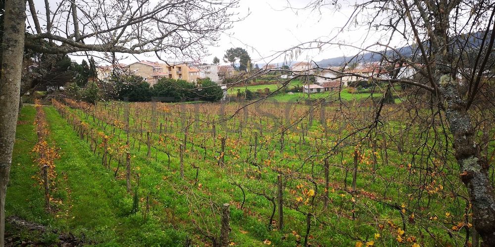 Quinta · Termas de São Vicente, Penafiel  13