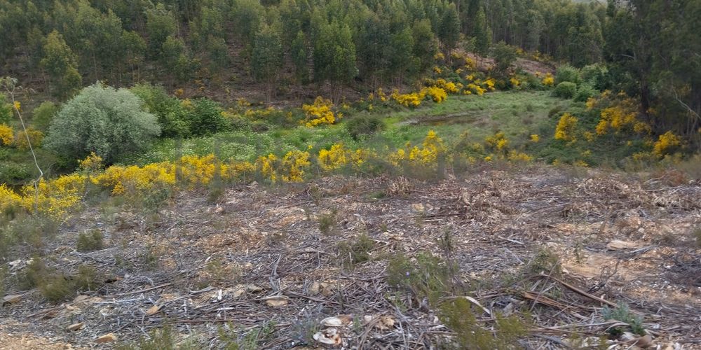 Proporção de 1/12 de Terreno · São Vicente da Beira, Castelo Branco 2