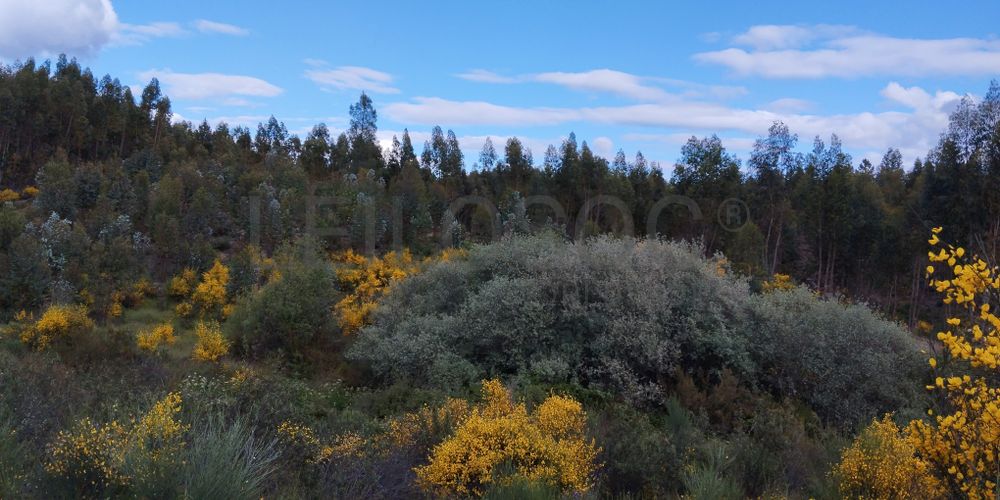 Proporção de 1/12 de Terreno · São Vicente da Beira, Castelo Branco