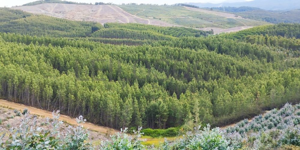 Proporção de 1/3 de Terreno · São Vicente da Beira, Castelo Branco
