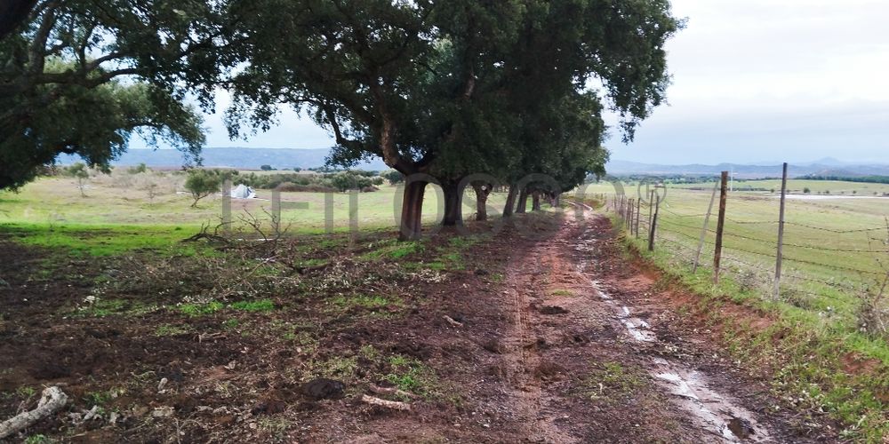 Terrenos com +35 hectares · Ladoeiro, Idanha-a-Nova 7