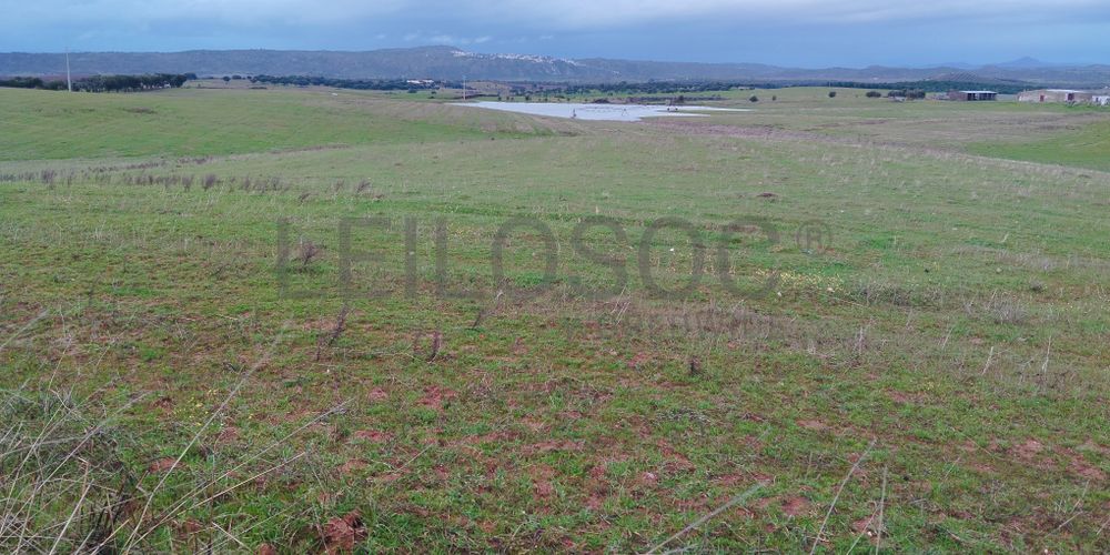 Terrenos com +35 hectares · Ladoeiro, Idanha-a-Nova 9