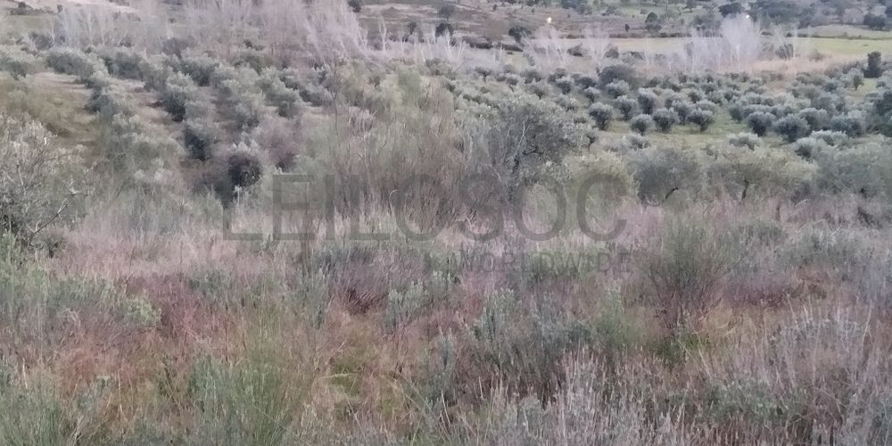 Terreno · Ladoeiro, Idanha-a-Nova (2/4)