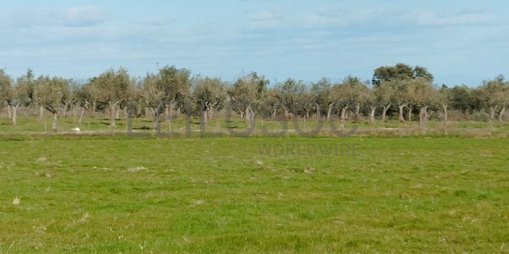 Quinta com +9 hectares · Castelo Novo, Fundão 6