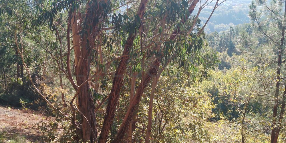 Terreno · Lomba, Amarante 2