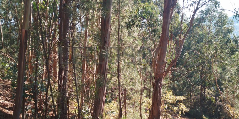 Terreno · Lomba, Amarante 3