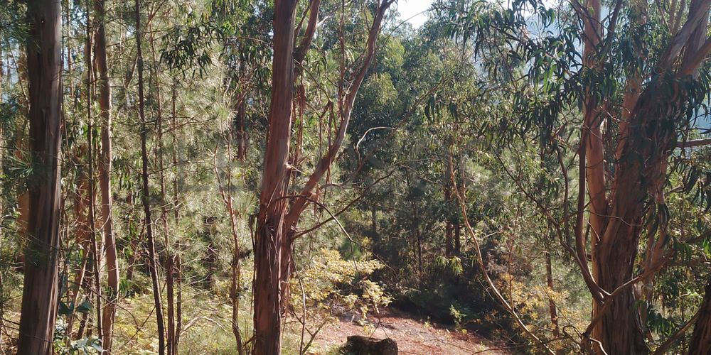 Terreno · Lomba, Amarante